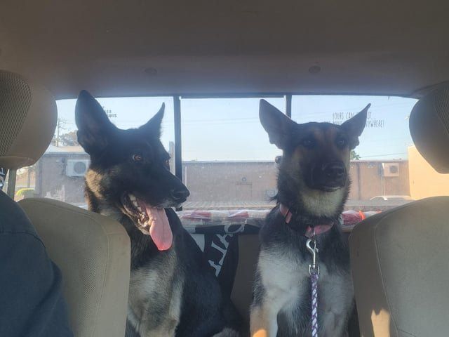 Found Dog in Norfolk, Virginia — listing photo