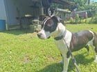 Lost Dog in Jacksonville, Florida — listing photo