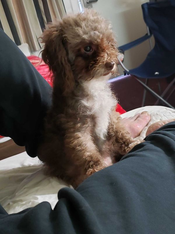 Lost Dog in Norwalk, Connecticut — listing photo