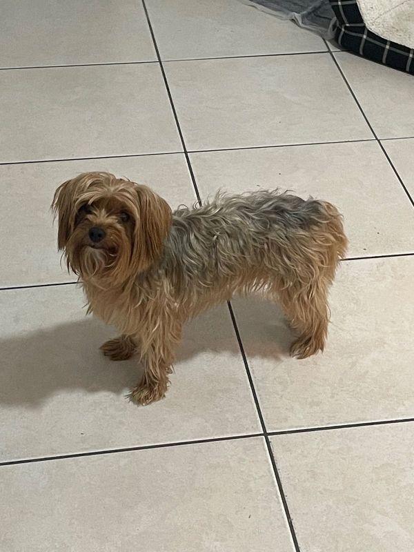 Found Dog in Mesa, Arizona — listing photo