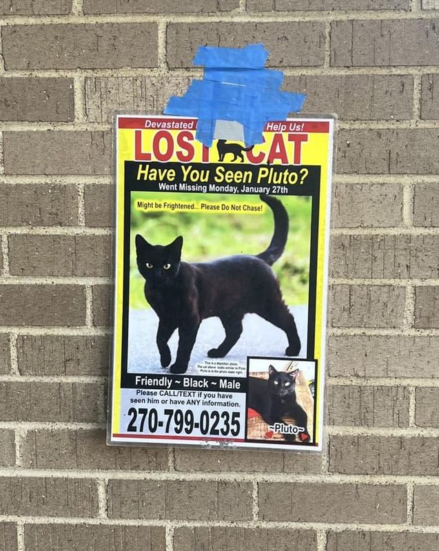 Lost Cat in Nashville, Tennessee — listing photo