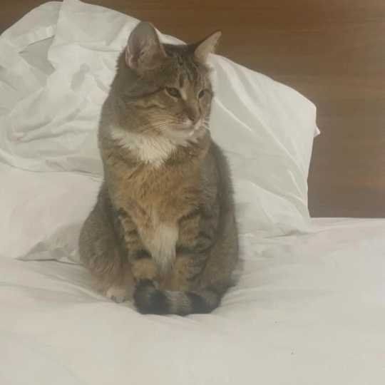 Lost Cat in Santa Ana, California — listing photo