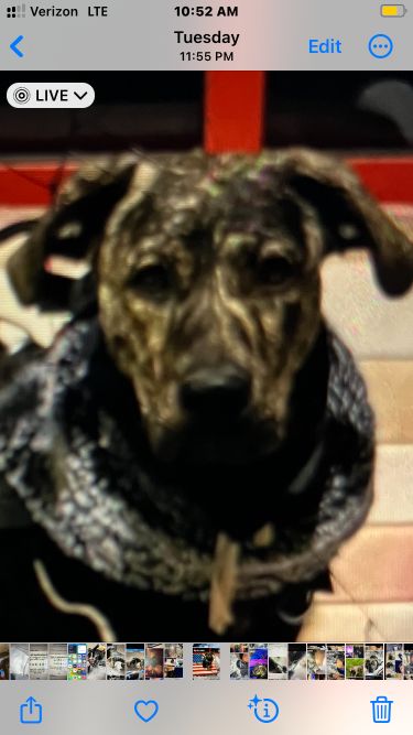 Lost Dog in Lake Montezuma — listing photo