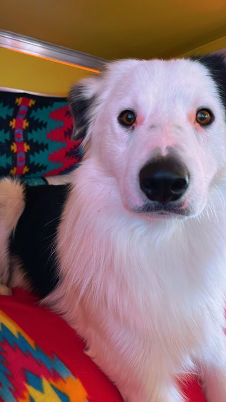 Lost Dog in Sunland Park — listing photo