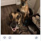 Lost Dog in Austin, Texas — listing photo