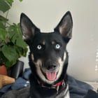 Lost Dog in Portland, Oregon — Young female husky mix up for adoption!
