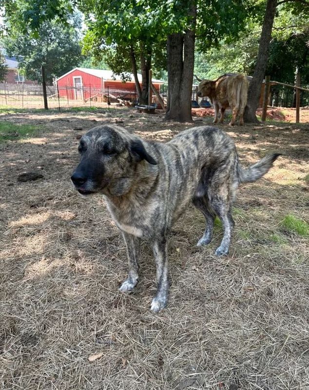 Lost Dog in Campobello — listing photo