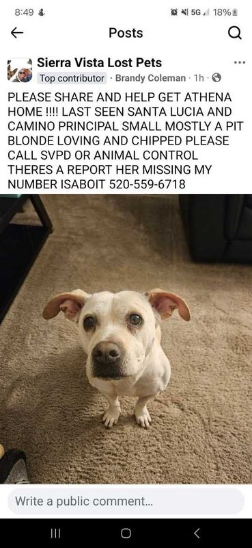Lost Dog in Sierra Vista, Arizona — listing photo