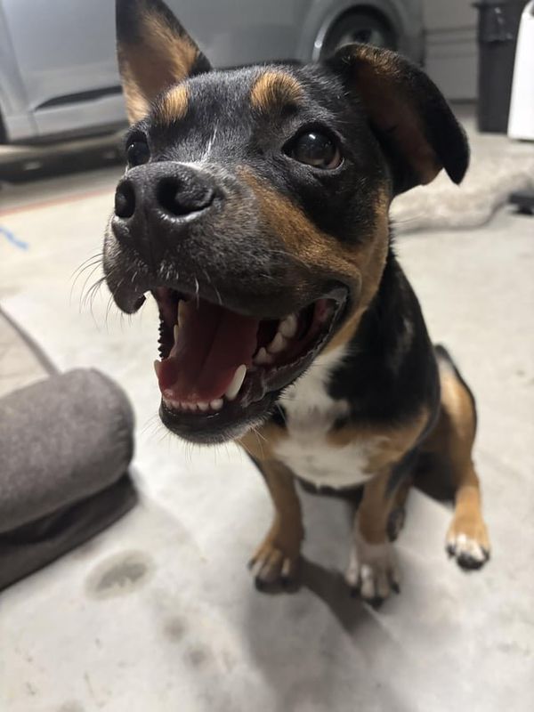 Found Dog in Fort Worth, Texas — Update: FOUND DOG