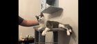 Lost Cat in San Antonio, Texas — Looking for kitten