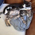 Found Cat in San Jose, California — **INCREDIBLY ADORABLE AND FRIENDLY RESCUE KITTENS FOR ADOPTION**