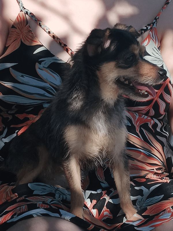 Lost Dog in El Paso, Texas — listing photo