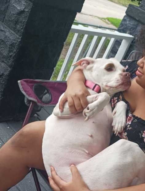Lost Dog in Saginaw, Michigan — listing photo