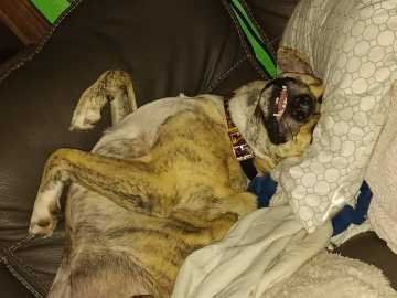 Lost Dog in San Antonio, Texas — listing photo