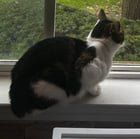 Lost Cat in Ann Arbor, Michigan — listing photo