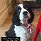 Lost Dog in Denver, Colorado — Please help! Dog stolen in front of leevers in the highlands yesterday