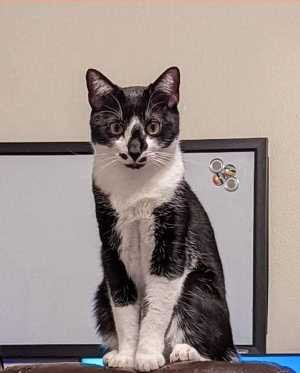 Lost Cat in Hudson — listing photo