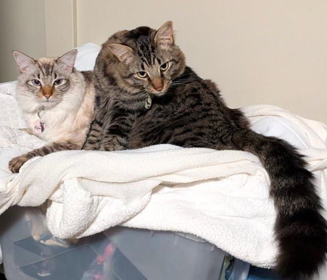 Lost Cat in Seattle, Washington — listing photo