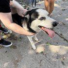 Lost Dog in Milwaukee, Wisconsin — listing photo