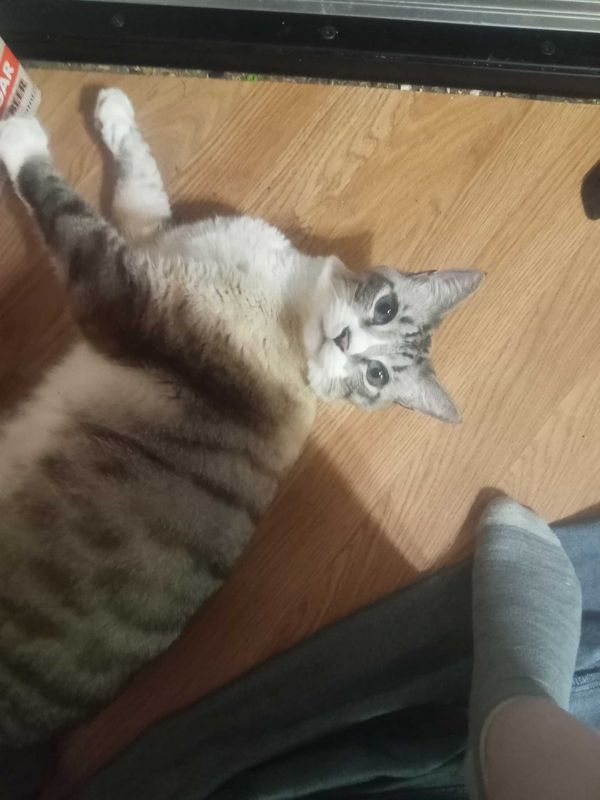 Lost Cat in Farmersville — listing photo