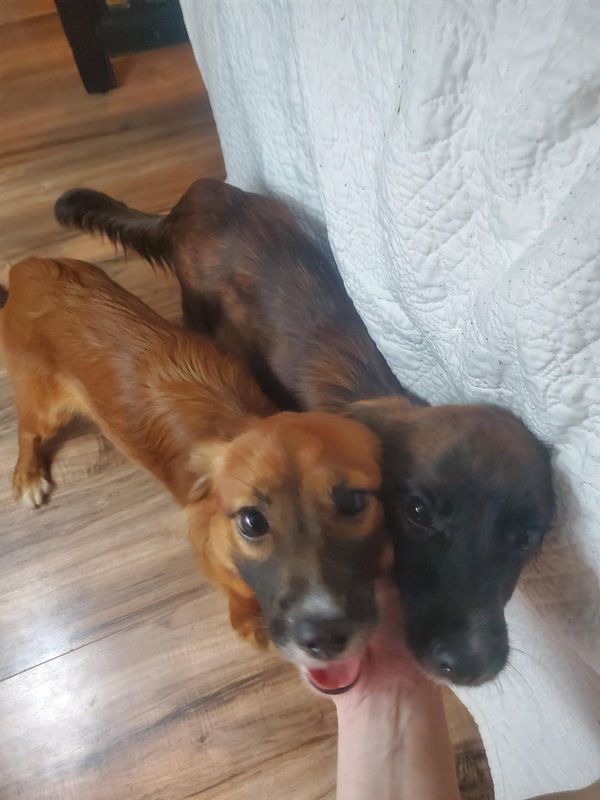 Found Dog in Miami, Florida — listing photo