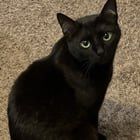 Lost Cat in Spokane, Washington — listing photo