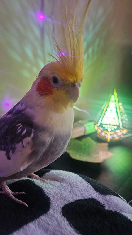 Lost Pet in Houston, Texas — listing photo