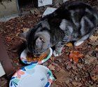 Found Cat in Portland, Oregon — listing photo