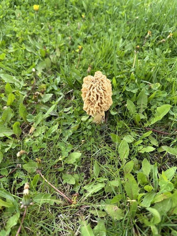 Found Dog in Detroit, Michigan — Just found a morel mushroom while walking my dog in Madison Heights
