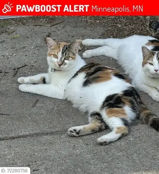 Found Cat in Bloomington, Minnesota — listing photo