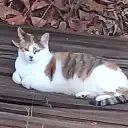 Lost Cat in Hemet, California — listing photo