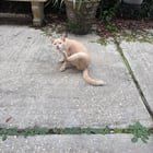Lost Cat in New Orleans, Louisiana — listing photo