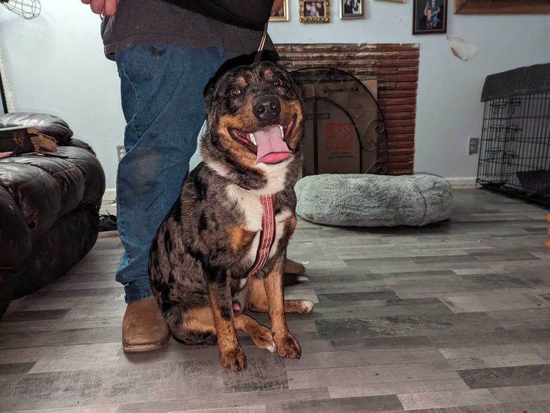 Found Dog in Rio Linda — listing photo