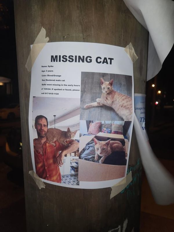Lost Cat in Philadelphia, Pennsylvania — Hey missing cat in the Cedar Park/University City area, saw this sign by Baltimore & 49th