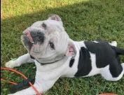 Lost Dog in Gibsonton — listing photo