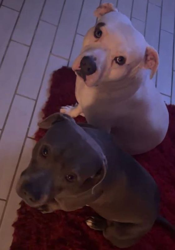 Lost Dog in Dallas, Texas — listing photo