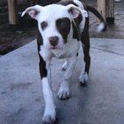 Lost Dog in Los Angeles, California — Hoping to find any info about a long lost dog