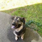 Found Dog in Sacramento, California — Dog found