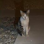 Found Cat in Phoenix, Arizona — Cat found South Phoenix 04/10/2026
