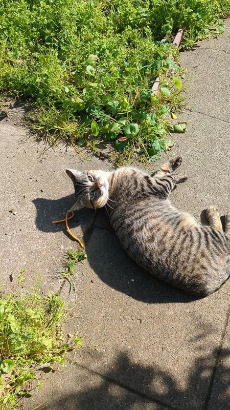 Found Cat in San Francisco, California — listing photo