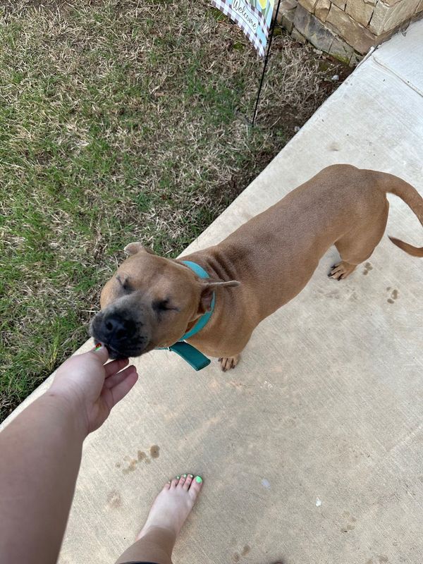 Found Dog in Midwest City, Oklahoma — listing photo