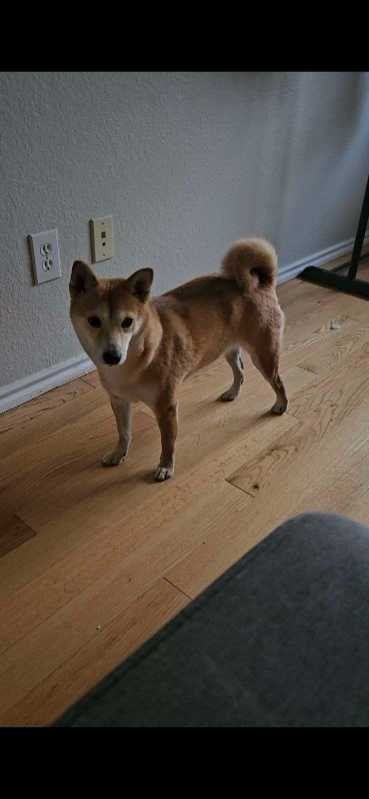 Lost Dog in Frisco, Texas — listing photo