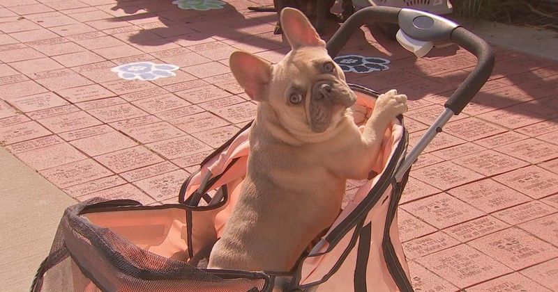 Lost Pet in Pittsburgh, Pennsylvania — Humane Animal Rescue of Pittsburgh warns of scam that targets owners searching for lost…