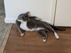 Lost Cat in Sacramento, California — Is this your cat?