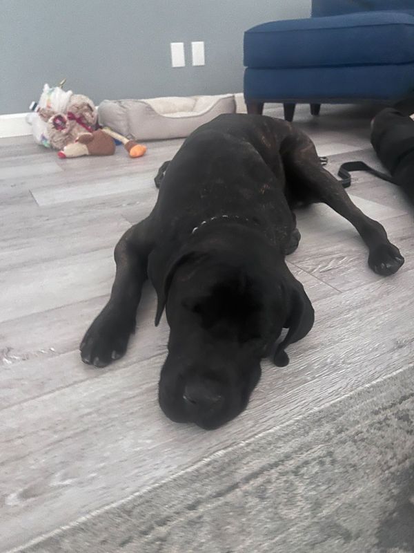 Found Dog in Phoenix, Arizona — listing photo