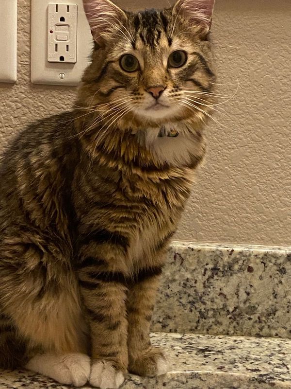 Lost Cat in Horizon City — listing photo