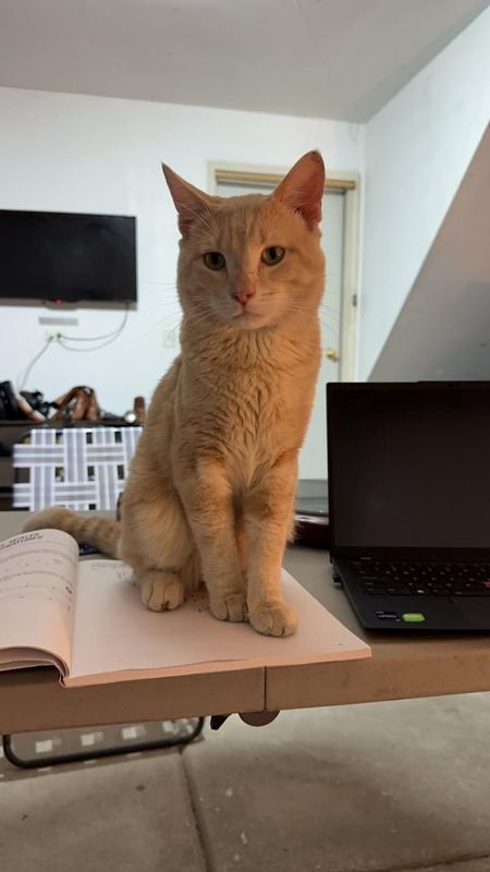 Lost Cat in Portage, Michigan — listing photo
