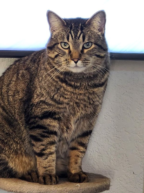 Lost Cat in Denver, Colorado — listing photo