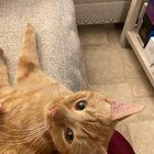 Found Cat in Orange, California — listing photo