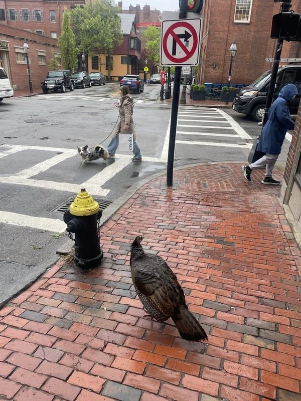 Lost Dog in Boston, Massachusetts — listing photo